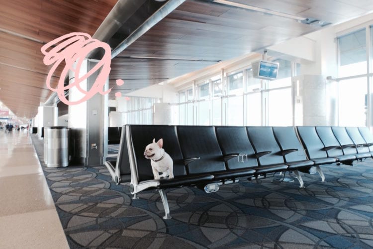french bulldog at airport