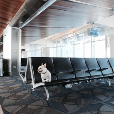 french bulldog at airport