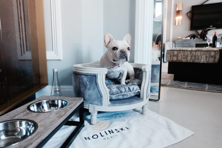 queen dog bed